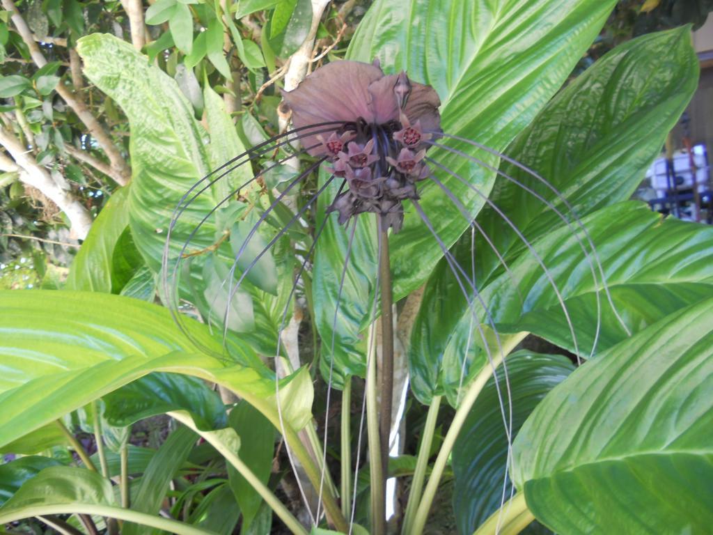 Licuala Lodge Mission Beach Bagian luar foto